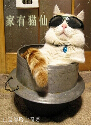 家有猫仙