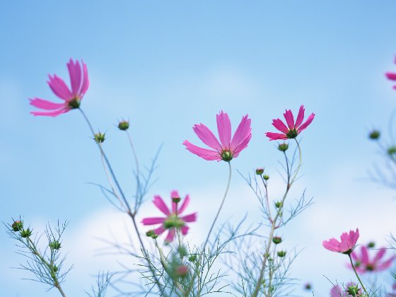 又是一年花开时