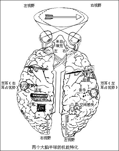 大脑右半球的痕迹