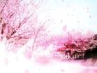 樱花落
