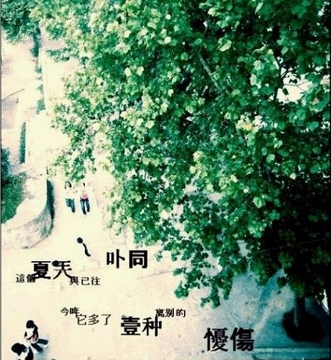 柠檬树下的Girl