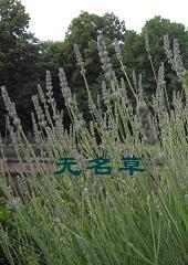无名草