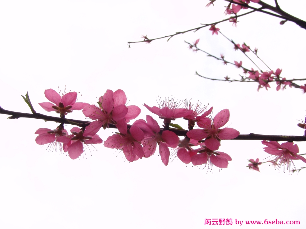 梨花雨