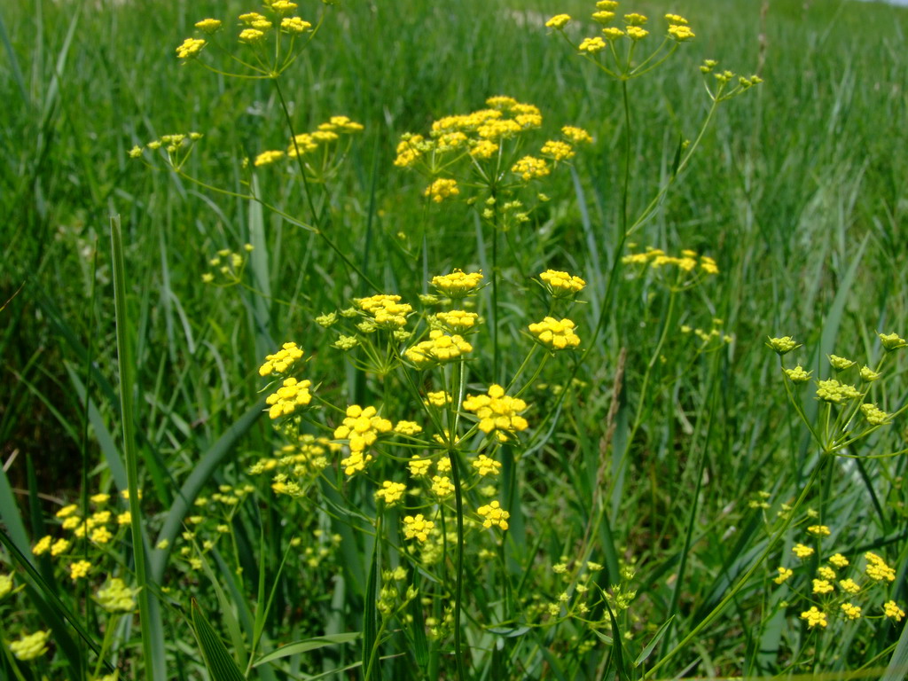 山桃花开