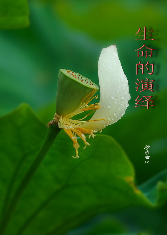 生命的演绎