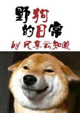 野狗的日常