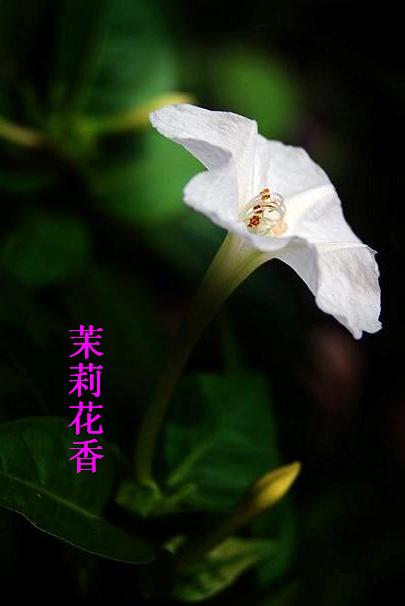 茉莉花香