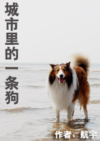 城市里的一条狗(全本)