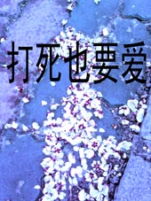 打死也要爱