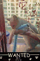 海苔被猫吃了